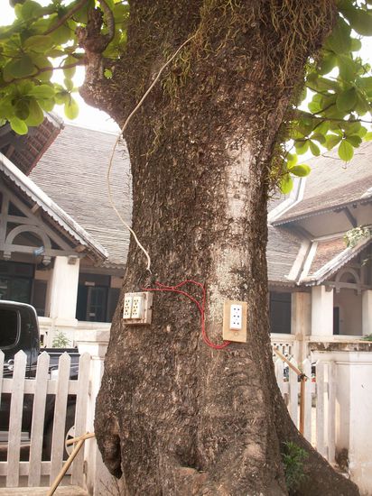 Hier geben sogar die Bäume Strom. Eine Marktnische für Österreich? ...