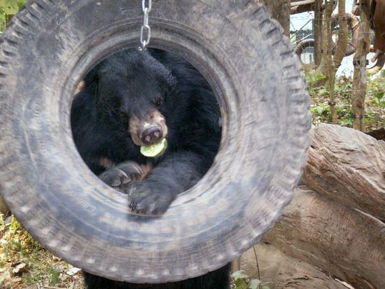 Mr. MC Petz! der Bezwinger des Reifens! Hat seit der Wirtschaftskrise auch an der Börse wieder Hochsaison!
