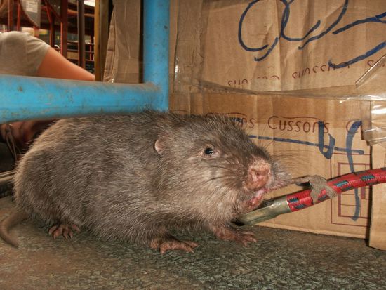 ... lokal heisst, dass jeder mit darf, der mit will. Wie z.B. diese Spezies. Ich taufte sie "Bambusratte" putzig, nicht?