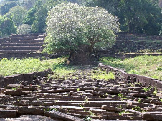 ein Weg, der manchmal steinig ist, manchmal von einem Baum verstellt wird. Aber davon lass ich mich nicht ablenken ...