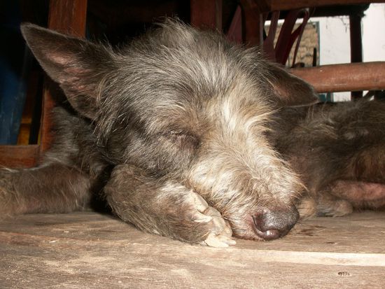 und mit dem Haus und Hofhund Waldi klingt auch der letzte Tag meines Laosaufenthalts gemuetlich aus.