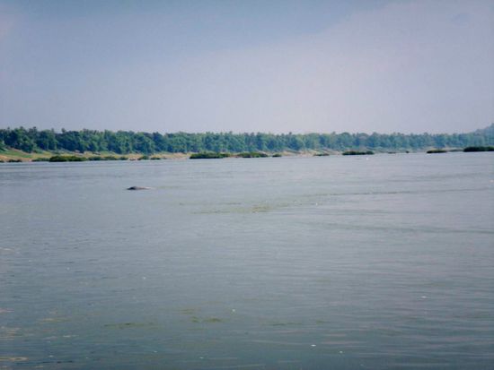 Leider sind die ortsansaessigen Suesswasserdelphine nicht ganz so zutraulich wie Flipper, aber man kann sie schon am Foto erkennen ...