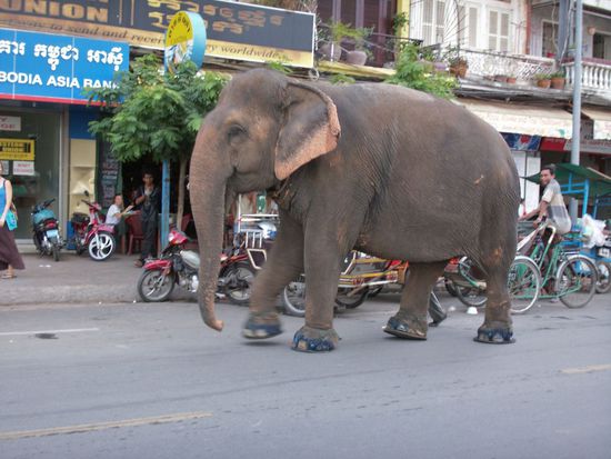 Gegenverkehr durch Elefanten