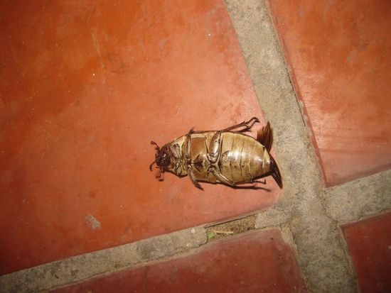 ein weiterer Besucher unseres Beisels