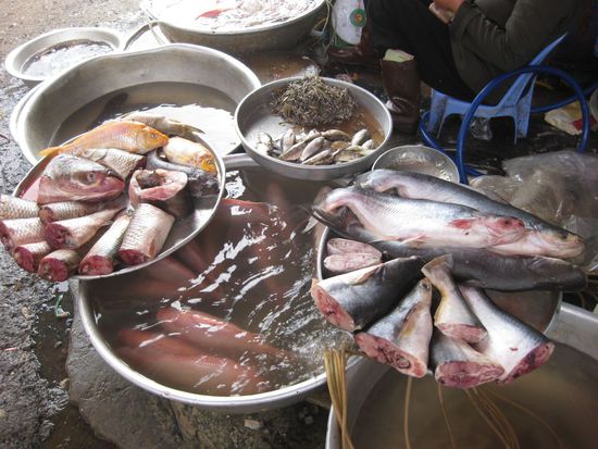 am Markt, da fischelt es ...