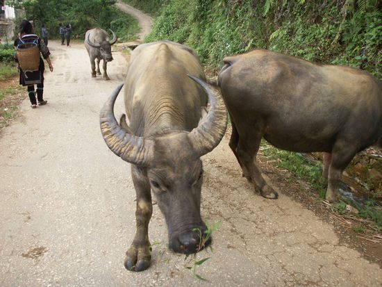 Meine erste Wanderung führt mich ins CatCat Dorf der H´mong.