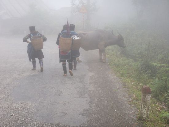 quer durch den Nebel, vorbei an den Bullen (mächtiger als jener aus Tölz,immer voran