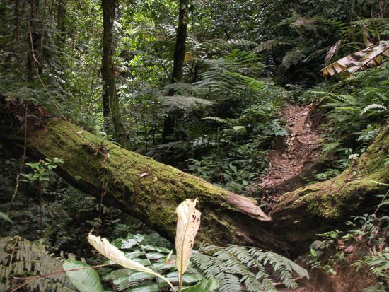 über Stock und über Stein, ich hoff, ich brech mir da kein Bein
