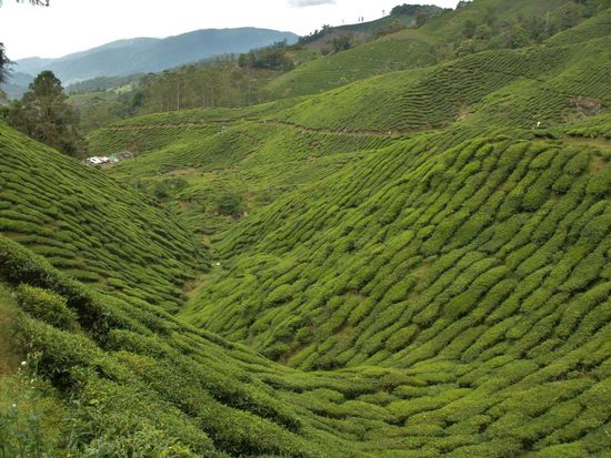 soweit das Auge reicht