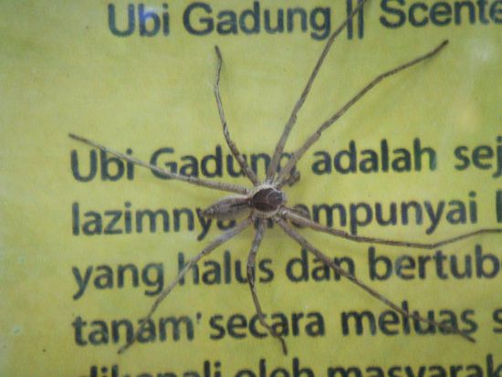 hier wartet auch ein nicht ganz so kleiner Freund auf mich. Der (oder Sie!) wollte ja eigentlich auf den Stoffl warten, aber ... (Größe der Spinne ca. 8-10cm)