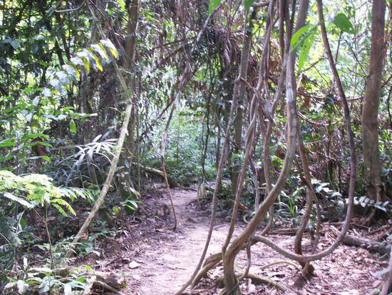 auf eigene Faust geht es quer durch den Regenwald ...