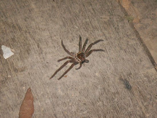 eine zweite, noch etwas größere Besucherin (zur Gattung der Tarantel gehörend) begrüßte mich auf einem Hochstand.