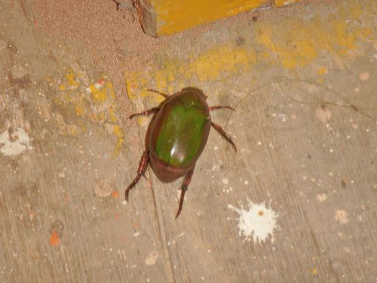 der Käfer ärgerte sich, bis er grün war! Allerdings würde auf seinem Rücken gut ein Foto vom Van der Bellen passen, auch wenn das nun nicht mehr in ist 