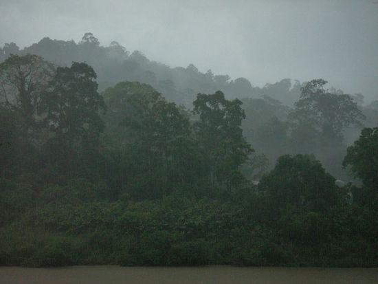 Ein Regenwald nach dem Regen ist schon ein mystischer Ort...