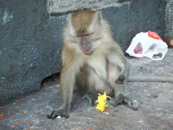 aber auch affig ist es hier wiedermal