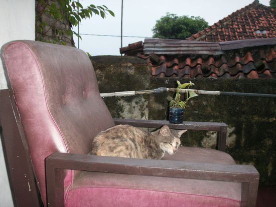 meine persönliche Haus- und Hofkatze.