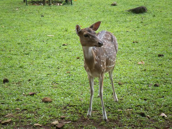 Ich habe Bambi gefunden. Keine Angst,...