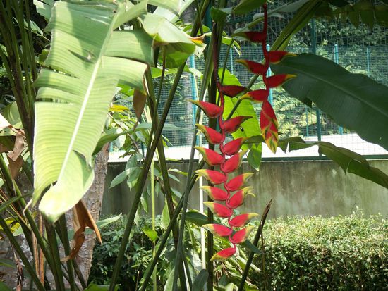 der Orchideengarten...