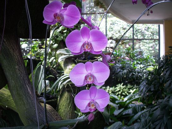 lockt mit prächtigen Farben!