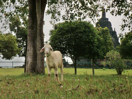 Shaun? Wo ist der Bauer? Aso, Bauer rückt vor auf B4 ...