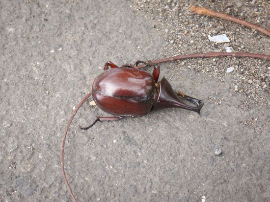 biddeschön, ich habe nichts mit dem Ableben dieses großen Eingeborenen zu tun. Wahrscheinliche Todesursache: Hitzsschlag oder "vom Tempel erschlagen"