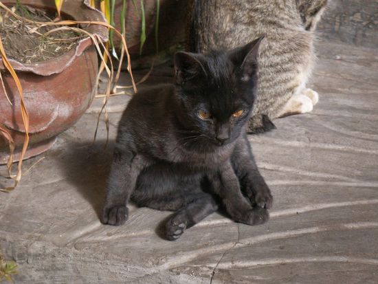 indonesische Katze der Gattung (Balimiau)