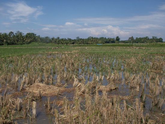rice paddies along the way ...