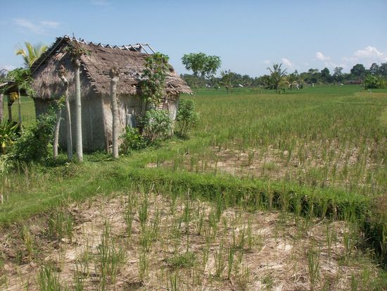... and rice paddies again 
