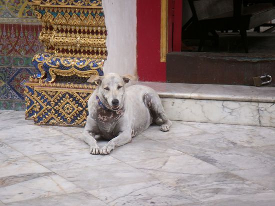 der Tempelhund sah es schon kommen ...
