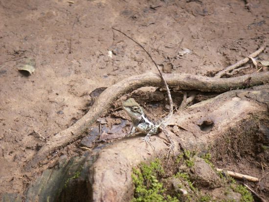 meint auch dieser Verwandte der Bartagame Echse! 
