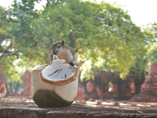 ... allerdings kommt Scrat auch heute noch nicht von seiner Nuss los. Doch, wie man sieht, hat er sich hier auf die Kokosnuss spezialisiert