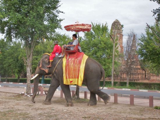 Manni ereilte leider das Schicksal der Domestizierung. Anstatt von Faultier, Säbelzahntiger und Dodos wird er heute von Touristen gequält und muss den Bekleidungsvorschriften Folge leisten.