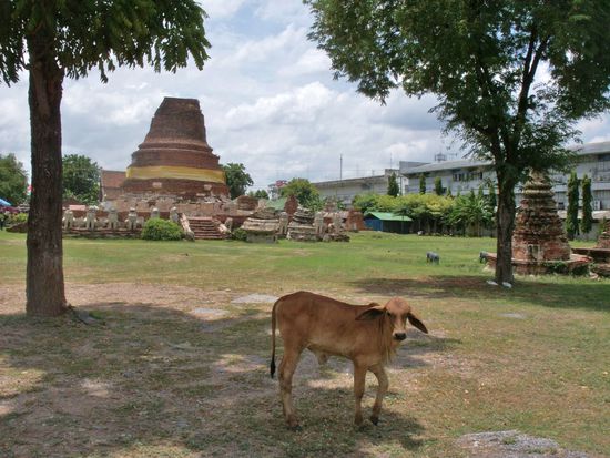 doch auch neue Charaktere haben sich der Tempeltour angeschlossen. Die aus Zeichentrickfilmen bekannte Muhkuh ...