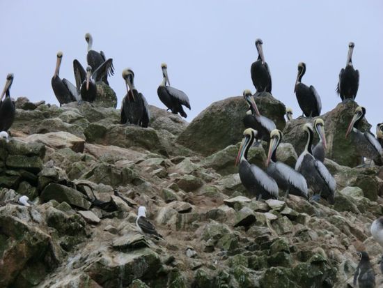 ... ein musterbeispiel für artenreichtum, hierbei v.a. bezogen auf meeresvögel, von pelikan über cormaran bis hin zum pinguin. am meisten beeindruckt die riesige menge an tieren, die auf den voll-gekackten felsen platz finden.