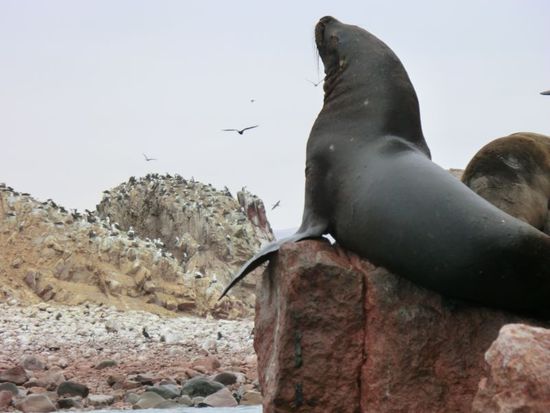 auch säugetiere finden hier ihren platz. meistens ruhig dösend, manchmal auch grantig und lautstark diskutierend.
