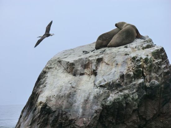der hier fühlte sich durch den außer-planmässigen überflug zutiefst belästigt.