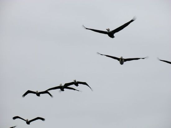 dass keiner von uns in dem, wirklich sehr dicht an den brut-kolonien vorbeinavigierenden, boot vom bombenhagel dieses geschwaders erwischt wurde ... kaum zu glauben.