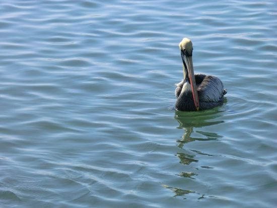 er kanns auch kaum glauben, obwohl er hier zeitweise wohnt.