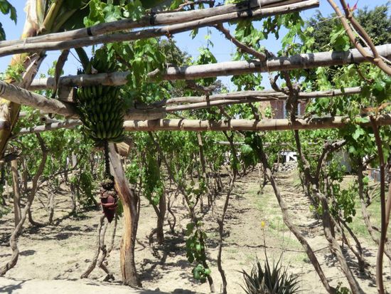 " ... ob ica auch auflagen bzgl. krümmung einer banane lt. EU verordnung hat ?" 
keine sorge, der rest sind weinstöcke.