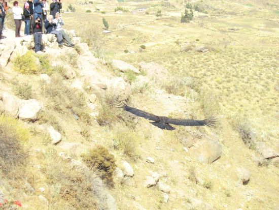 ein Condorvogi im Sturzflug auf den Touristen