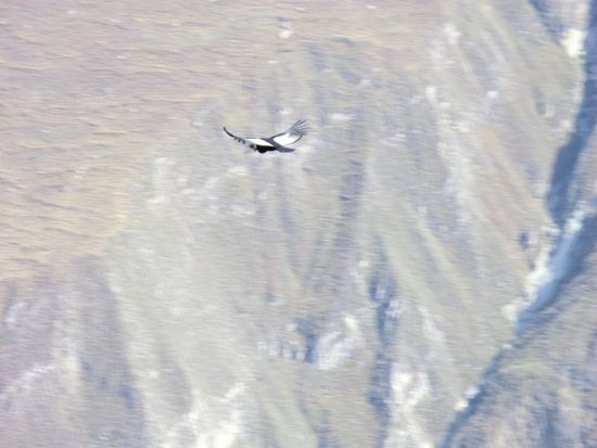 mit der Beute im Maul verschwand auch dieser ...