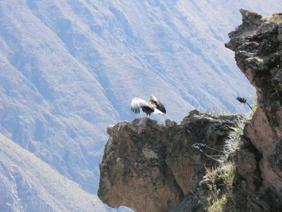nach einer viertel Stunde zögerlichen Verhaltens, zeigte auch dieser arrogante Vogi eine Darbietung seines avionischen Könnens.