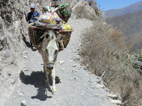 Weggefährten, die in atemberaubendem Tempo bis zu 100kg schwere Lasten in den Canyon bzw. aus den Canyon tragen. Lieb &amp; arm gleichzeitig