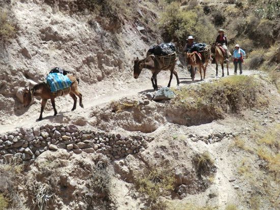 die Karawane zieht an uns vorbei.