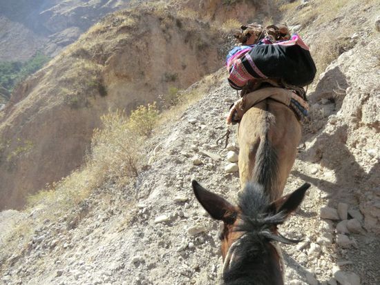 Tag 3 -
heute geht es zu früher Stunde (5:30h) für die wackeren Helden Hofi &amp;  Rainer die ca. 1200 Höhenmeter zu Fuß wieder hinauf.
El presidente zieht allerdings eine standesgemäße Fortbewegung vor. Diese offenbart sich in 2 braven Mulis, die roulierend die Körpermasse verteilt (Wechsel zu Mitte des Trekks) hochschleppen.