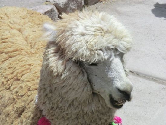 welch Ähnlichkeit mit unserem derzeitigen Haar- &amp; Bartwuchs! 
P.S. der Unterschied zwischen Lama und Alpaca liegt in der Länge des Halses: Alpaca kurz, Lama lang