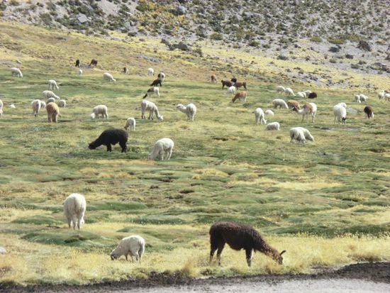 Auf unserer Weiterfahrt mit dem umdisponierten Kleinbus über den 4.880 Meter hohen Pass, begegnen wir wieder unseren liebevollen (kuli narrischen) Freunden! 
P.S. nächster Unterschied zwischen Lama und Alpaca: Lama ungenießbar (außer für Stoffl, für den "Lomo" (geschnetzelt) gleich Lama ist - wahrscheinlich aufgrund seines Überkonsums an Coca-Tee, der sich schon chronisch manifestiert hat.
Inzwischen braucht er nicht einmal mehr heißes Wasser für den Coca Konsum! (aber alles im Rahmen des Legalen - nur hier in Peru!!!! -> siehe Außenministerium - Einfuhrbestimmungen!!!)