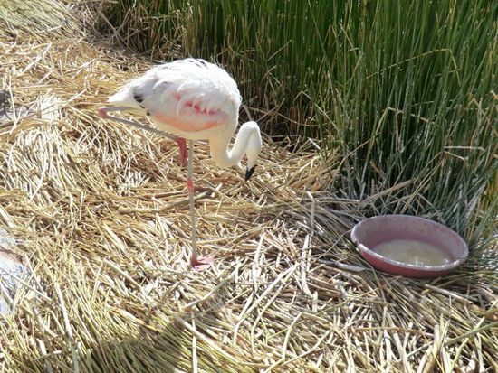 Heute führen professionell inszenierte Rituale die Touris in die uralten Gebräuche und das ursprüngliche Leben der Uros ein. Unterhaltsam und  informativ, sowie kitschig-kommerziell zugleich. Obgleich diese Show etwas befremdlich wirkt, so kann man doch erahnen, wie es damals zuging.
Unsere Darbietung findet auf der "Flamingo"-Insel statt.