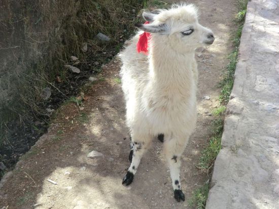 Eine Baby-Lama und seine Mama begegnen uns am gepflasterten Weg zu den übrig-gebliebenen Fragmenten der Inka-Wellness-Anstalt.