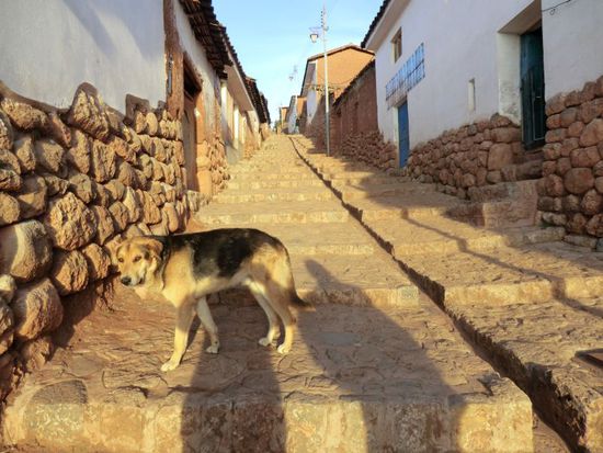 Hund mit Sonnenschutzfaktor 30.